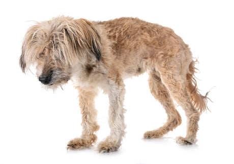 Traditional Chinese Veterinary Medicine and Liver Imbalance