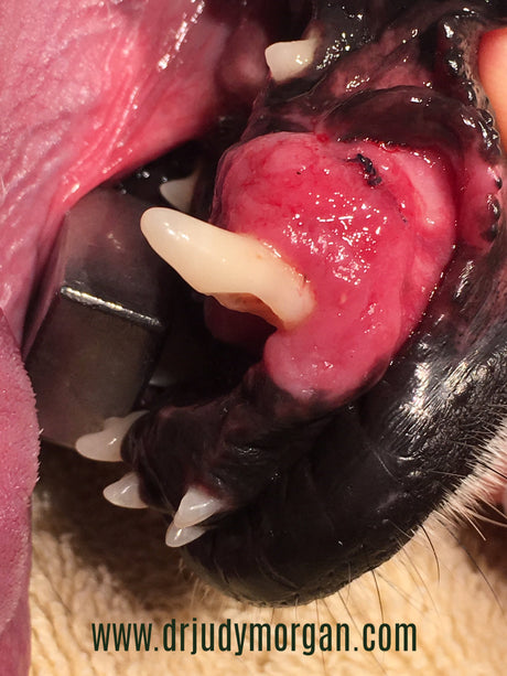 Alternative Treatment for Oral Tumor