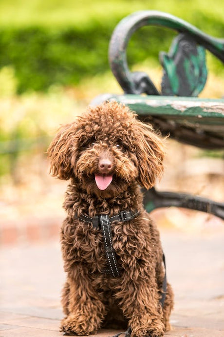 Innocent Household Products That Hold Toxic Secrets for Your Beloved Dog's Health and Safety