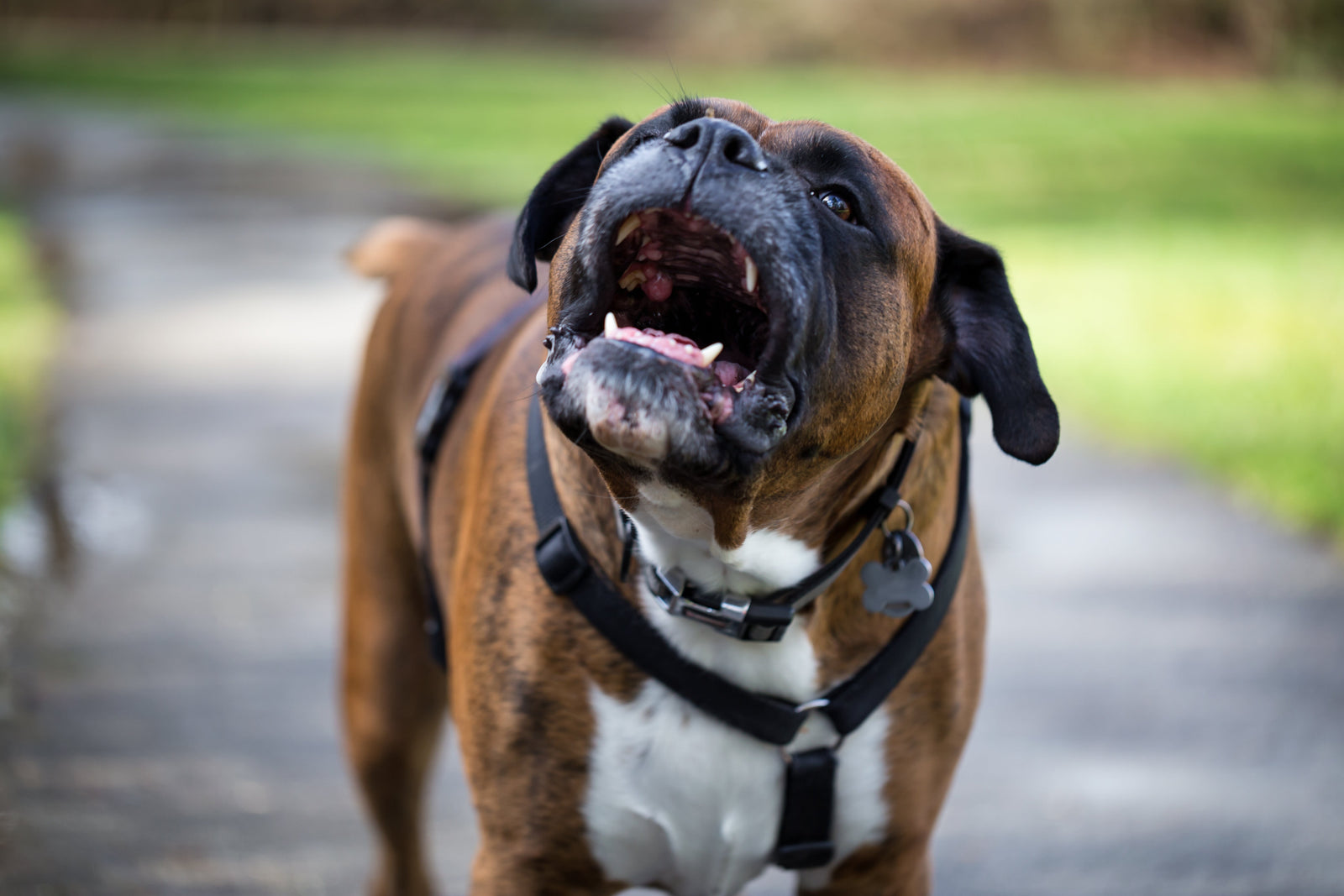 Managing Anxiety in Dogs and Cats
