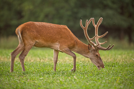 Benefits of Deer Antler Velvet
