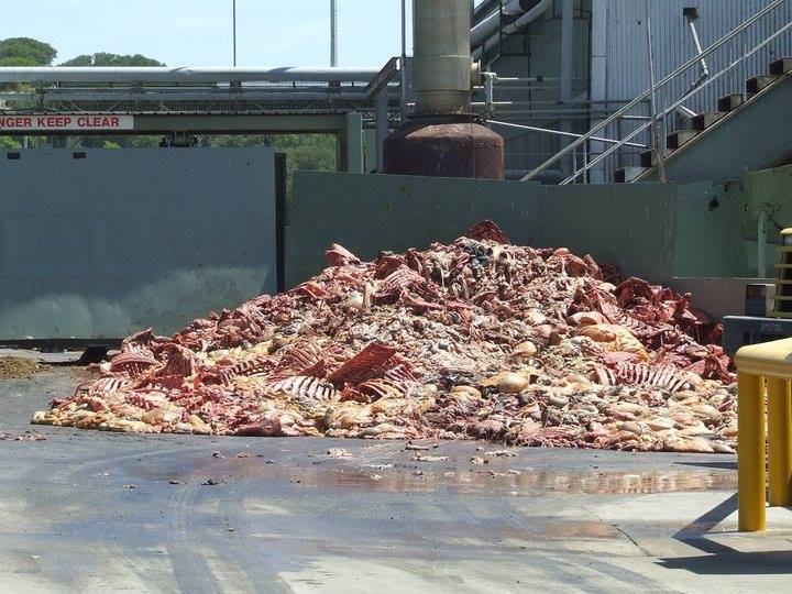 Kick Kibble to the Curb - Horrendous Ingredients