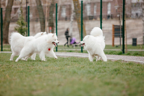 Proper Etiquette in Dog Group Play Settings