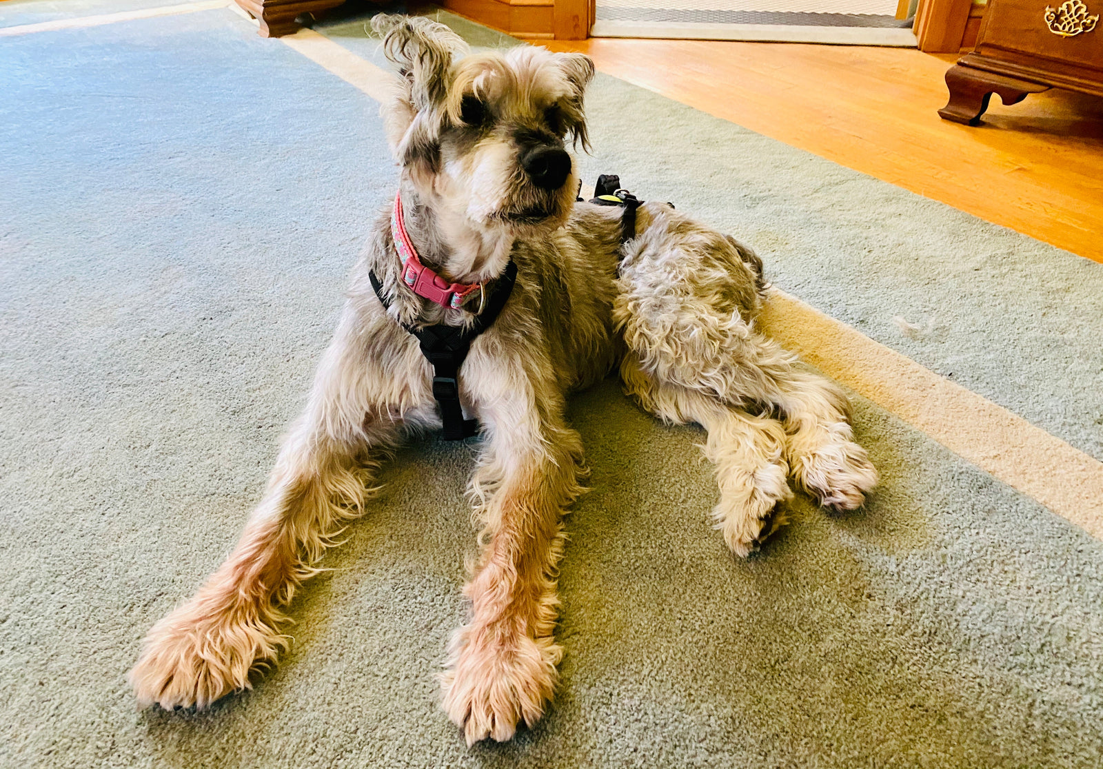 Assessing Canine Pain