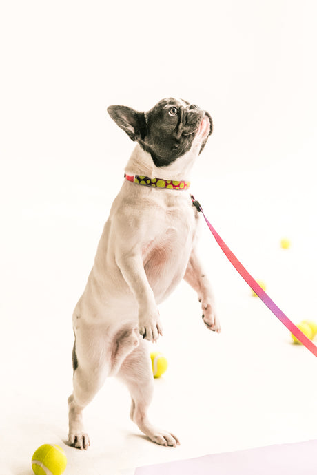 Luxating Patella