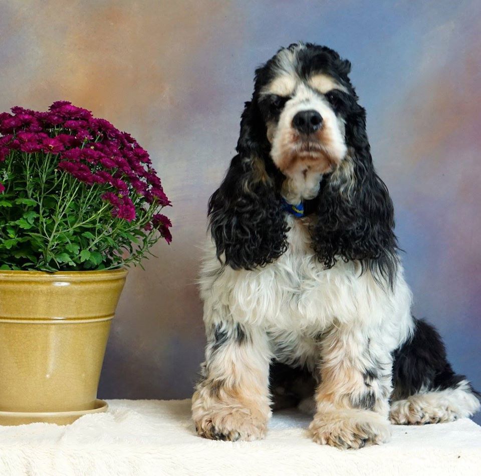 Scout- Tribute to a Life Saved