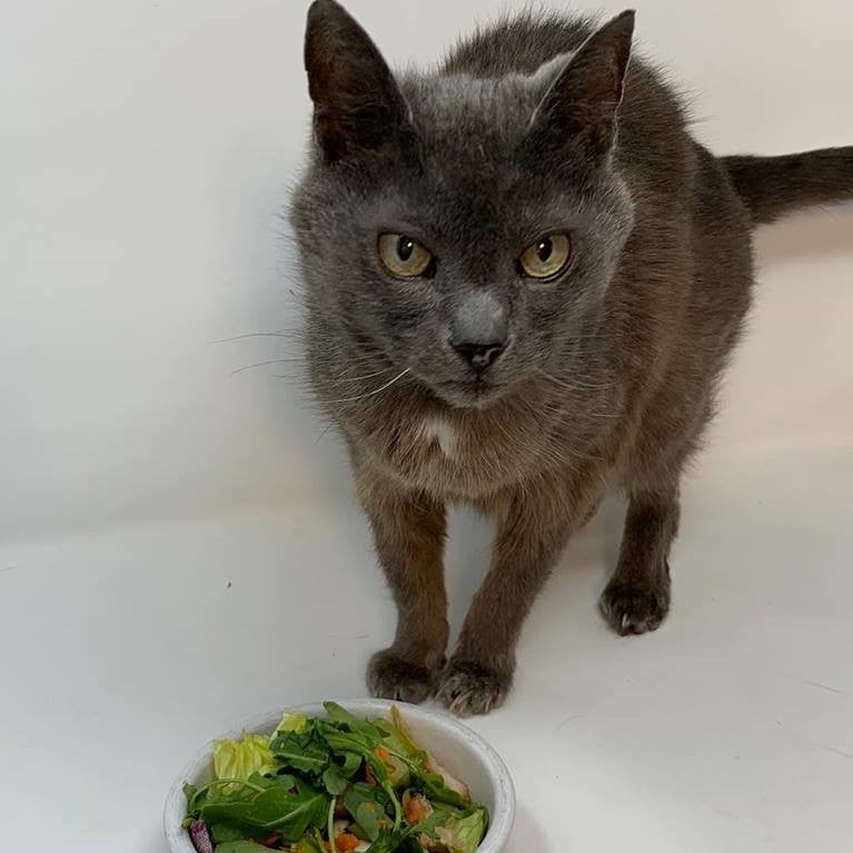Vegan Pets - To Be or Not to Be?