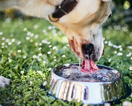 Your Pet’s Drinking Water - How Safe Is It?