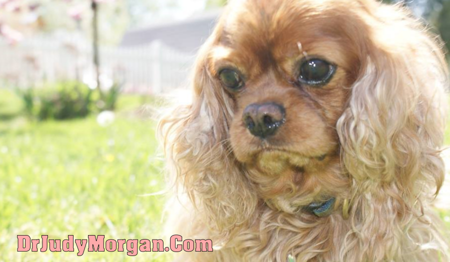 Xylitol and Artificial Sweeteners are Extremely Toxic to Dogs