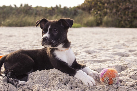 5 Toys That Will Keep Your Dog Healthy and Active