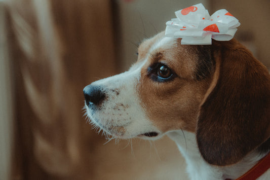 Throwing a Dog-Friendly Wedding to Remember
