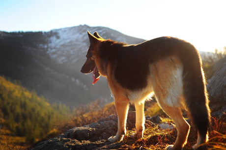 Five Genetic Diseases of German Shepherds