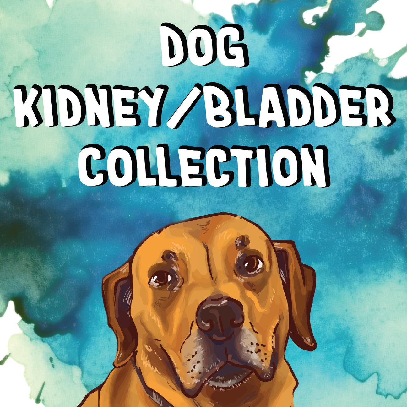Dog - Kidney/Bladder/Urinary