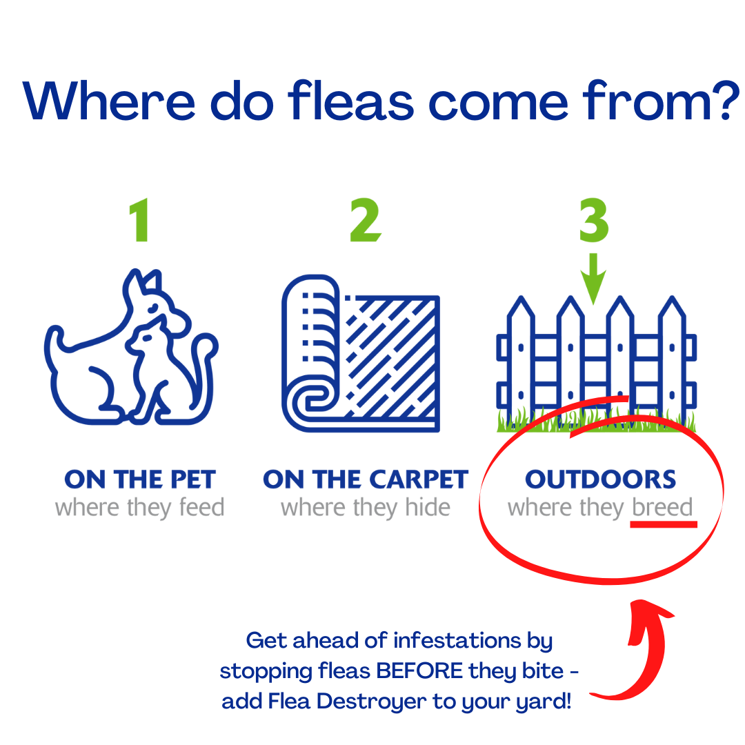 Flea Destroyer | Beneficial Nematodes