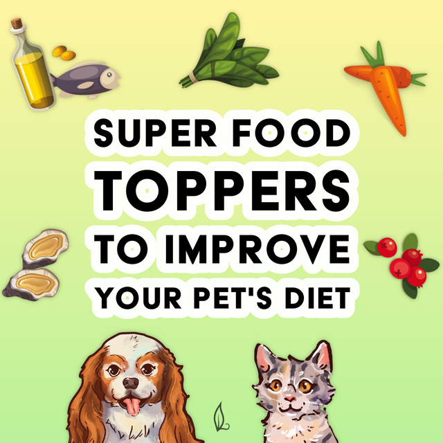 Illustrated dogs and cats sit below the text "Super Food Toppers to Improve Your Pet's Diet," surrounded by images of oil, fish, spinach, carrot, oyster, berries, and herbs—each thoughtfully selected as superfoods for dogs—all set against a green-yellow gradient background.