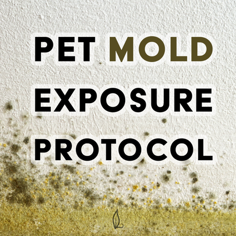How To Treat Mold Exposure In Dogs Naturally? Effective Remedies