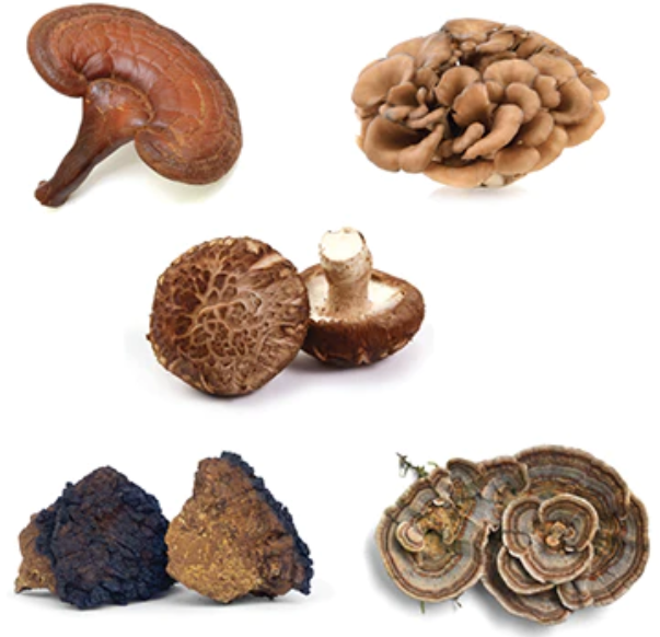 Real Mushrooms | Daily Dawg Powder for Dogs