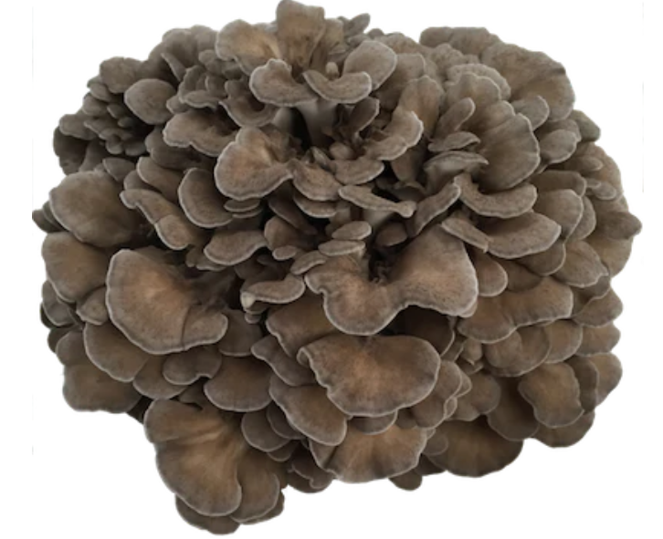 Real Mushrooms | Organic Maitake Mushroom Powder - 45g