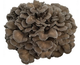 Real Mushrooms | Organic Maitake Mushroom Powder - 45g