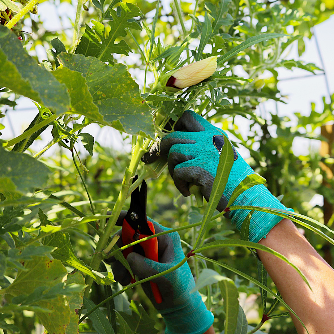 Saboten Shears for Garden and Hoof Trimming