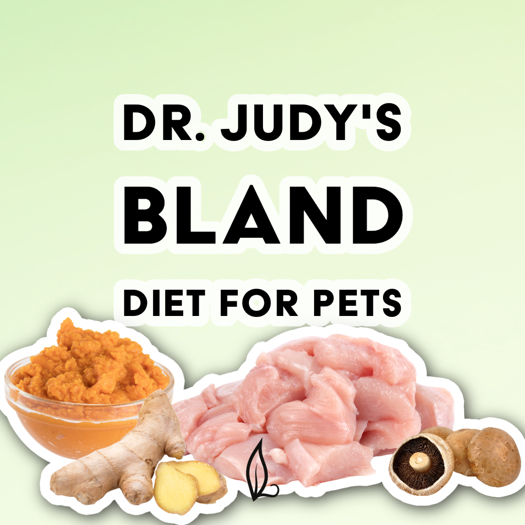Bland Diet for Cats With Diarrhea: Effective Healing Foods