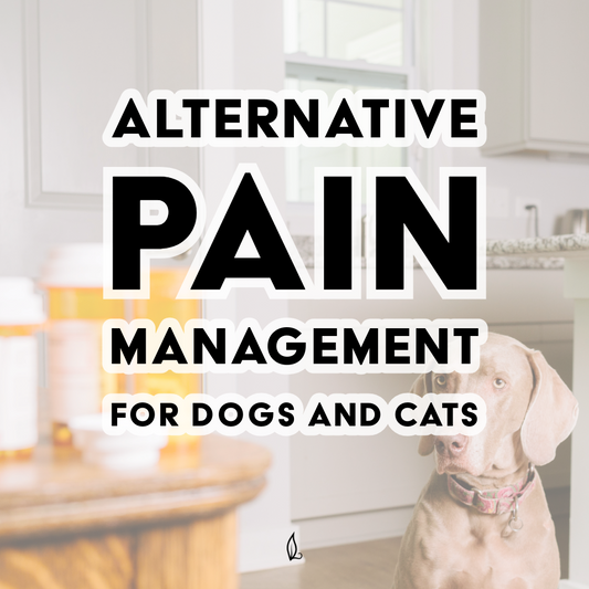 Alternative Pain Management for Dogs and Cats