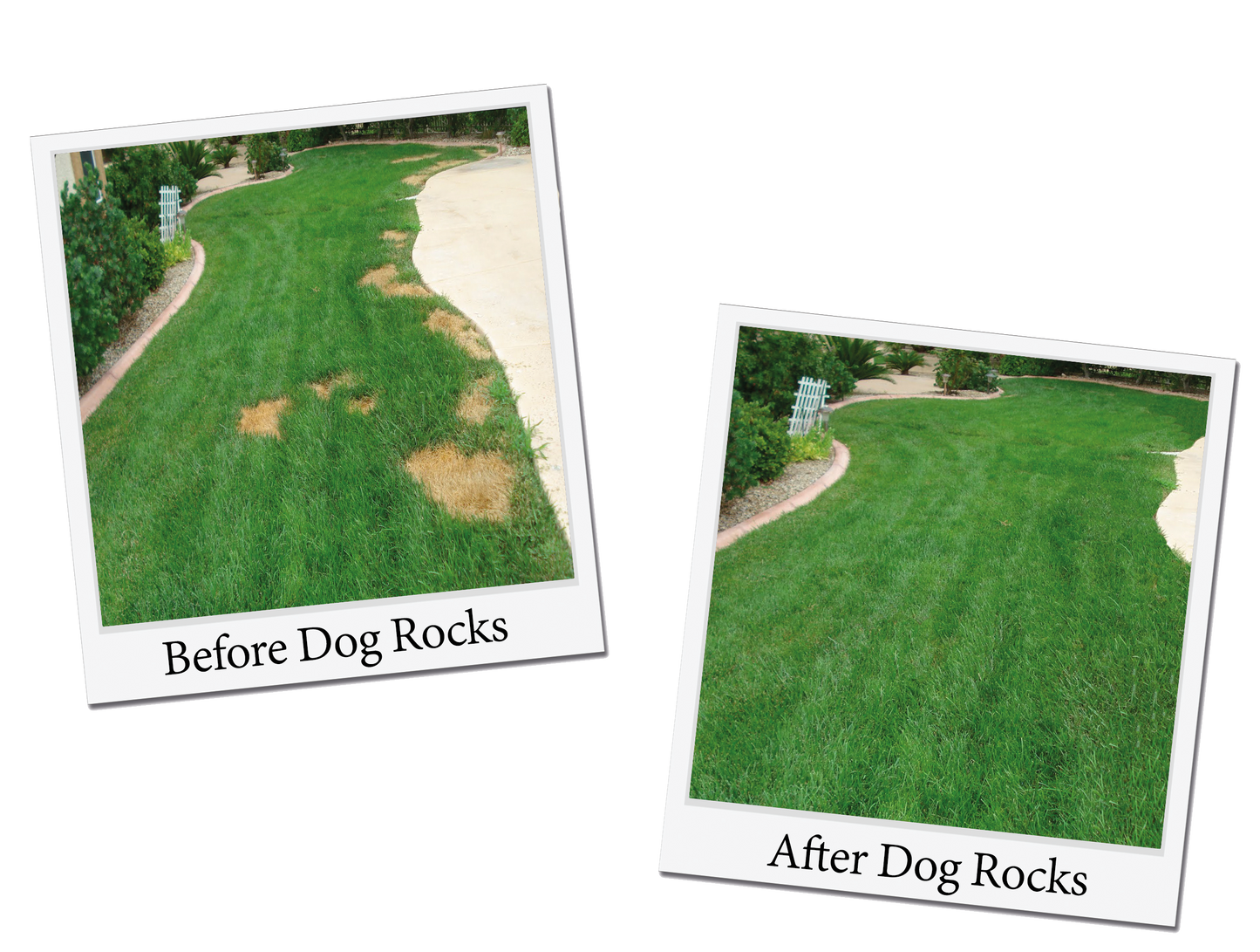 Dog Rocks 200g - Water Purification for Household Pets