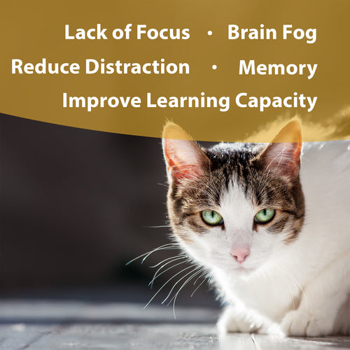 Botanical Animal | Clear Thinking