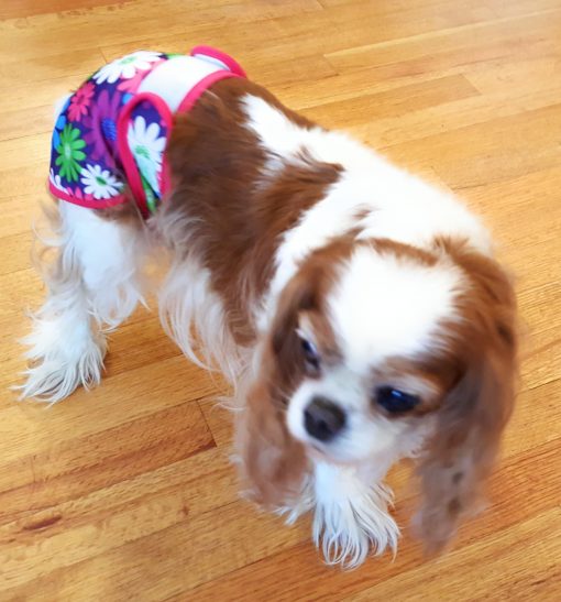 Female Diapers for Dogs & Cats (3 pack)