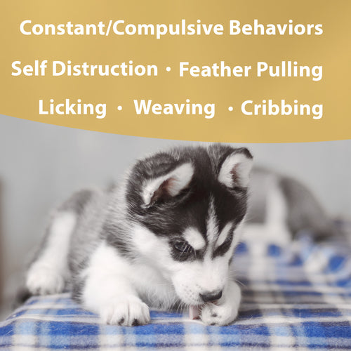 Botanical Animal | Obsess Less