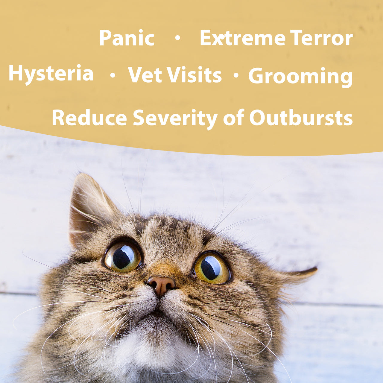 Botanical Animal | Panic Attack