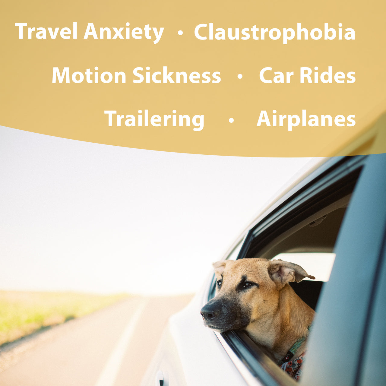 Botanical Animal | Safe Journey