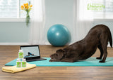 Dr. Judy Morgan's Senior Formula for Dogs